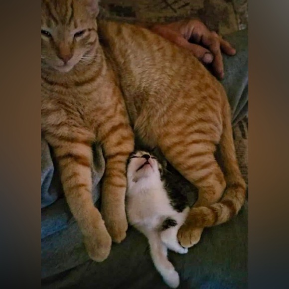 ❤️ OUR SHIP TIMES‼️ PLEASE NOTE‼️❤️ - Picture 14 of 16